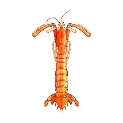 水彩写实皮皮虾水产素材海洋生物素材海鲜