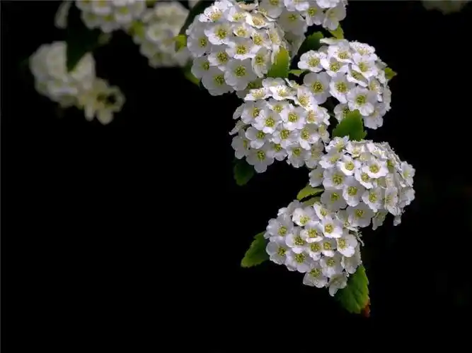 重瓣麻叶绣线菊古润园林麻叶绣线菊