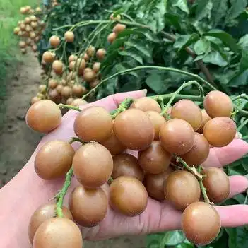 贵妃黄皮 扁圆型