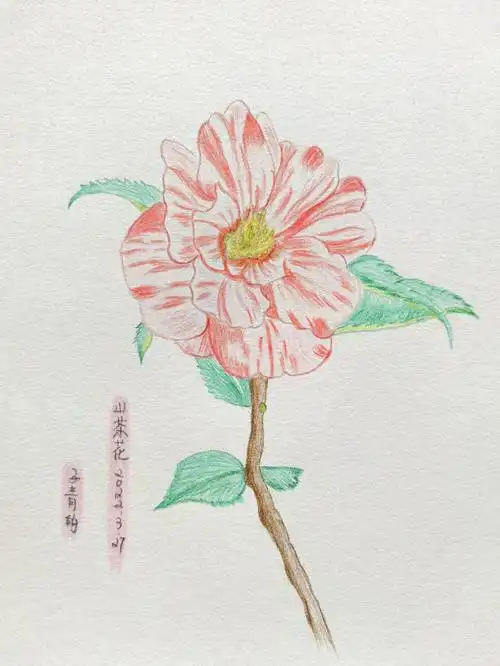 彩铅临摹山茶花理想的爱
