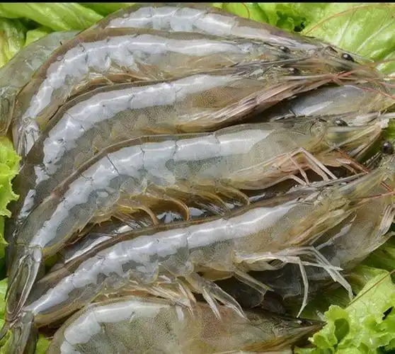 活大虾25.8元/斤