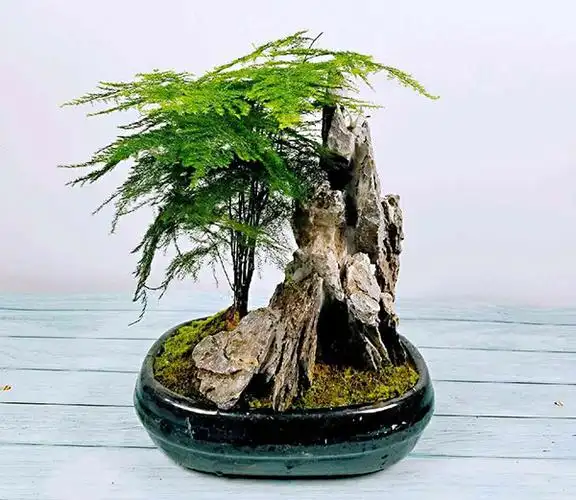 文竹盆景造型,文竹盆景图片欣赏