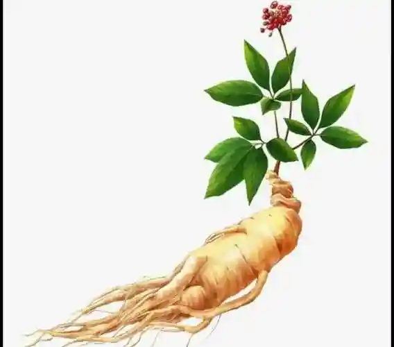 东北三宝东北三宝之靰鞡草