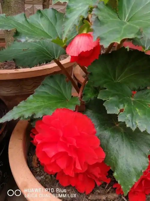 毛脚海棠花正艳