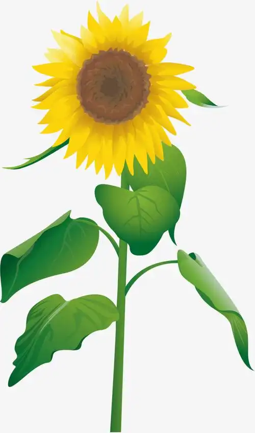 春天立春黄色踏青宣传促销装饰边框花朵绿叶向日葵