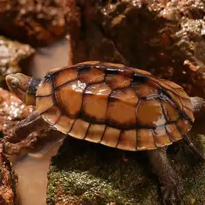 石金钱龟纯种越南