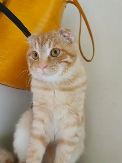 自家的折耳大橘找新主人无偿