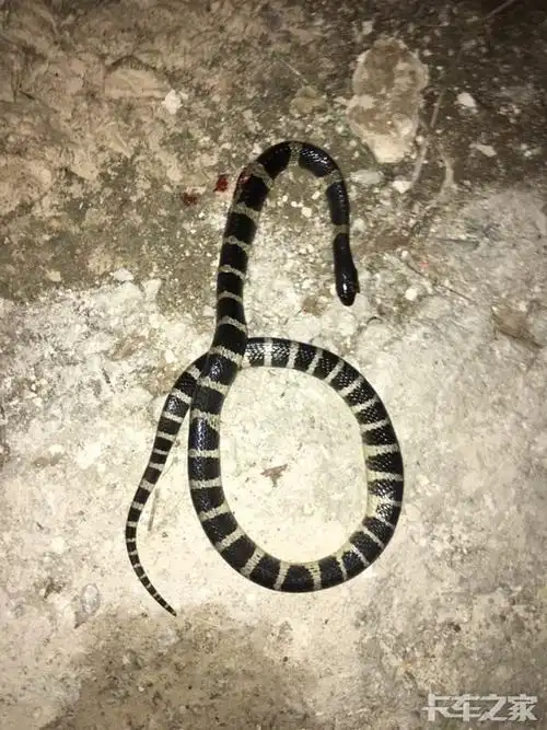 潮州惊现剧毒银环蛇