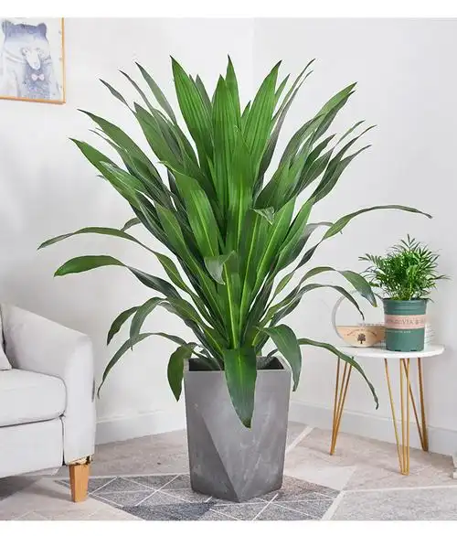 巴西铁盆栽青叶也门铁盆景铁树客厅走廊室内外植物吸甲醛常绿花卉dw单