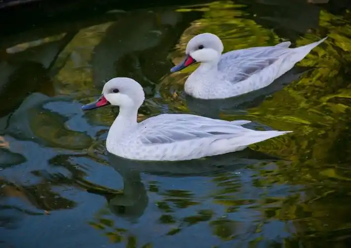 图片大全两只漂亮鸭子浮水图片图片大全橡皮小鸭子图片