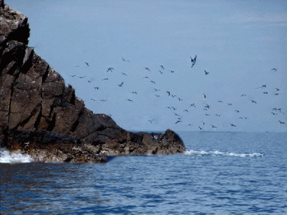 一组大海动态图片