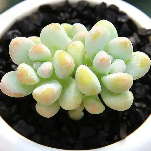 绿野园艺|天使之泪 精品多肉植物多肉绿植盆栽植物花卉防辐射绿植