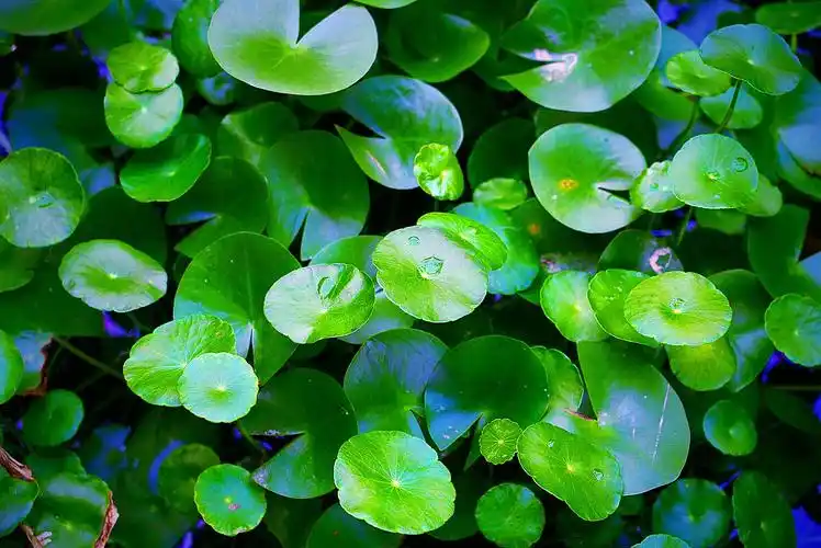 香菇草又名铜钱草