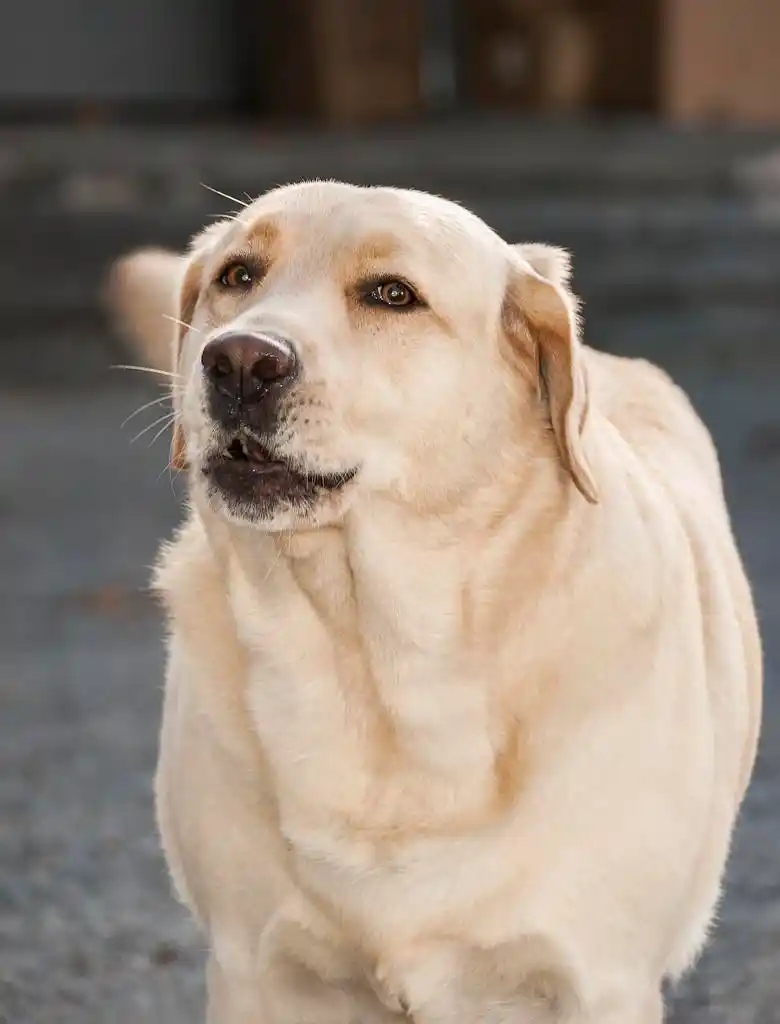 一只狗的肖像繁殖拉布拉多