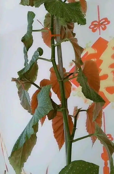 竹节海棠花,一节一节爬,咔嚓剪2节,扦插10盆花,花美叶更美