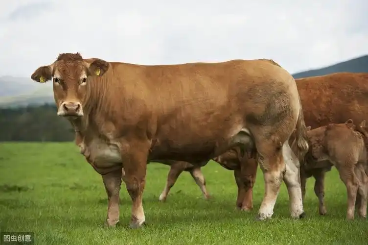 优质肉牛品种利木赞牛的介绍及特点!