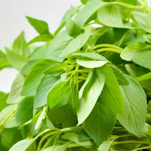 河南新鲜荆芥菜 大叶荆茎芥菜 调味蔬菜 1斤【图片 价格 品牌 报价】