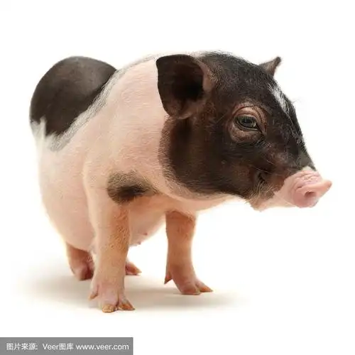 可爱的黑色小耳朵猪