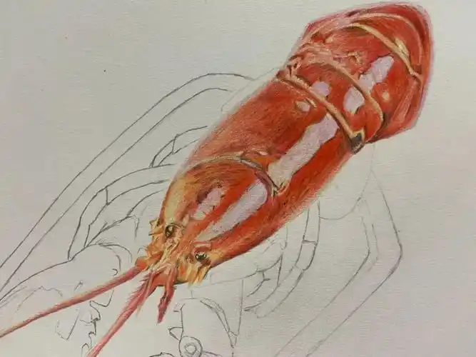 彩铅画图文教程龙虾