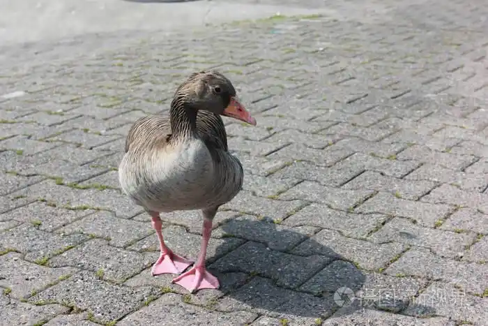 鸭子在人行道上行走