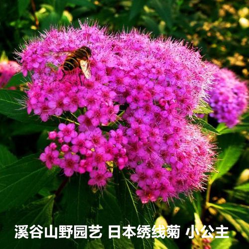 日本绣线菊小公主 耐寒庭院阳台花境植物samsung养花匠