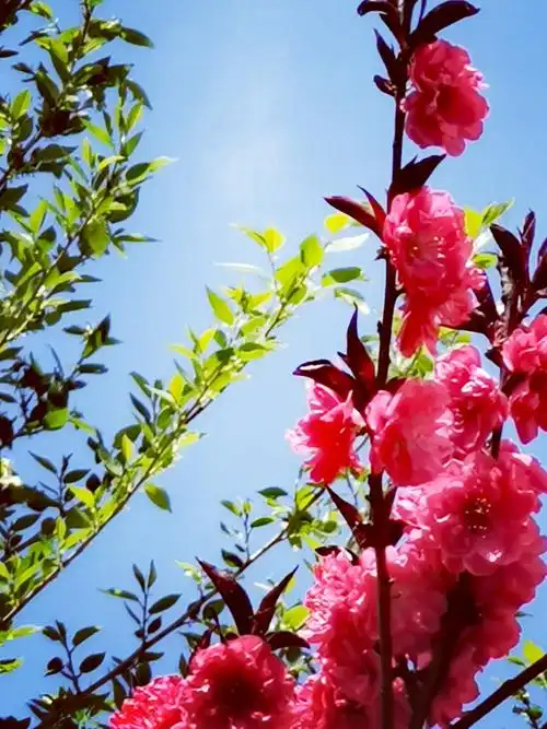 其它 艳阳高照的美篇 写美篇  春天是花的海洋,梅花,樱花,桃花,海棠花