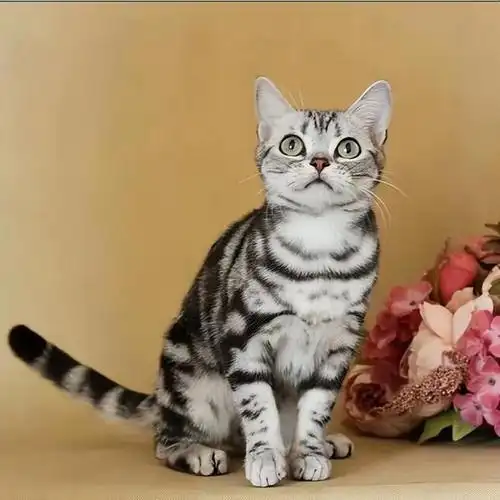 美短猫的寿命也是非常长的,最长的可长达20年,陪伴