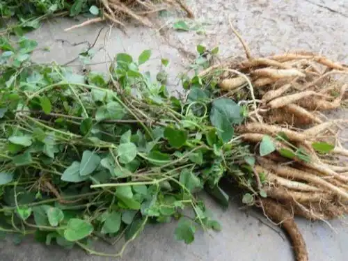 党参的叶子是啥样子