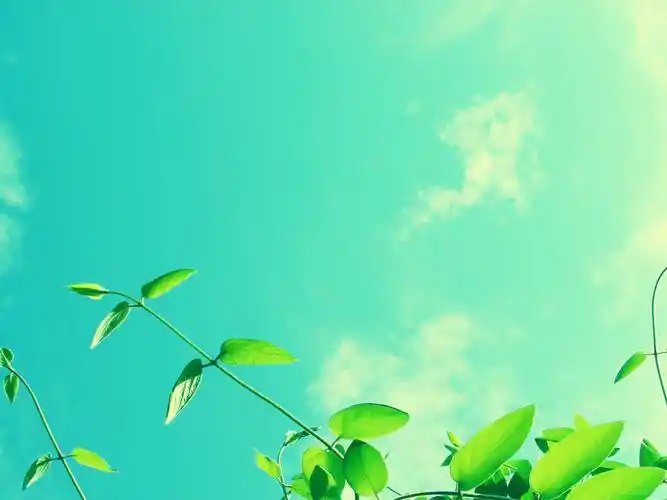 过目不忘的ppt模板淡雅背景模板合集