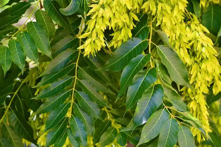 白蜡树叶原创拍摄