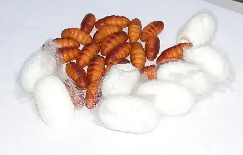 蚕蛹和蝉蛹的区别图对比