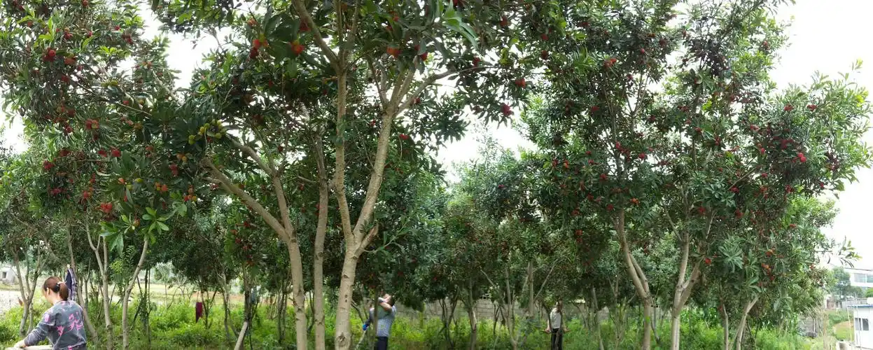 乌梅熟啦!已经开园采摘,入园免费吃,还有地道的农家饭,约吗?