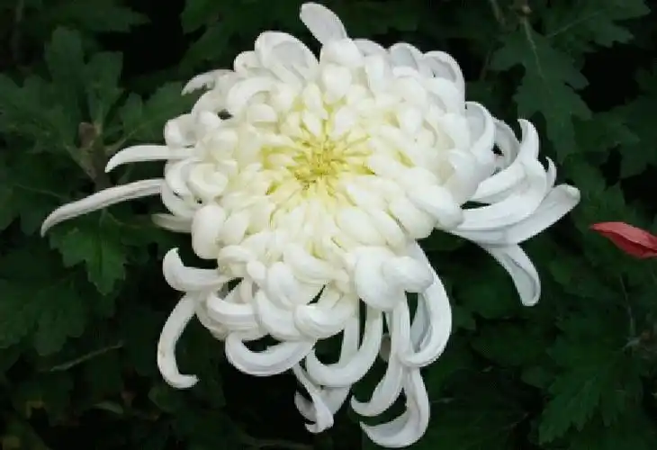 《悼念去世的母亲 》