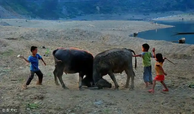 九张"放牛图",有没有勾起你对农耕时代的美好回忆?