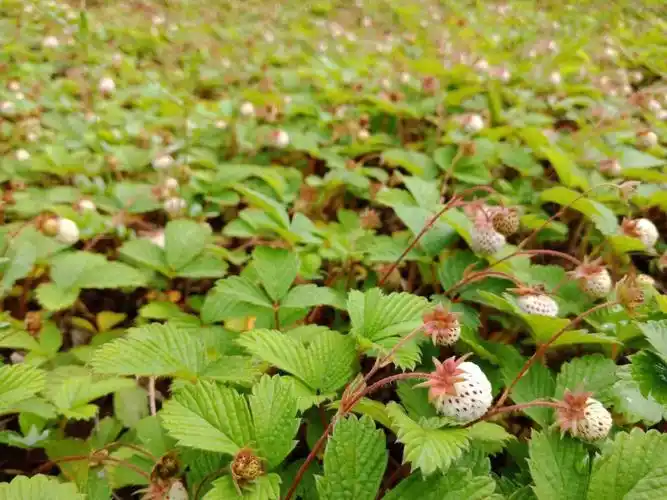 野草莓,本是野生的水果品种,也是许多人挥之不去的童年记忆!