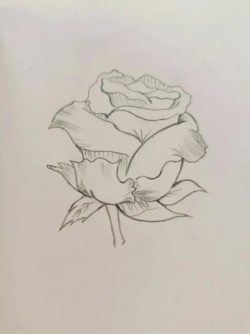 临摹手绘 #铅笔稿 #玫瑰 - 抖音