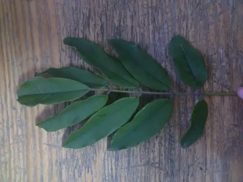 请高手辨认下这是什么植物,奇数羽状复叶,叶背有毛