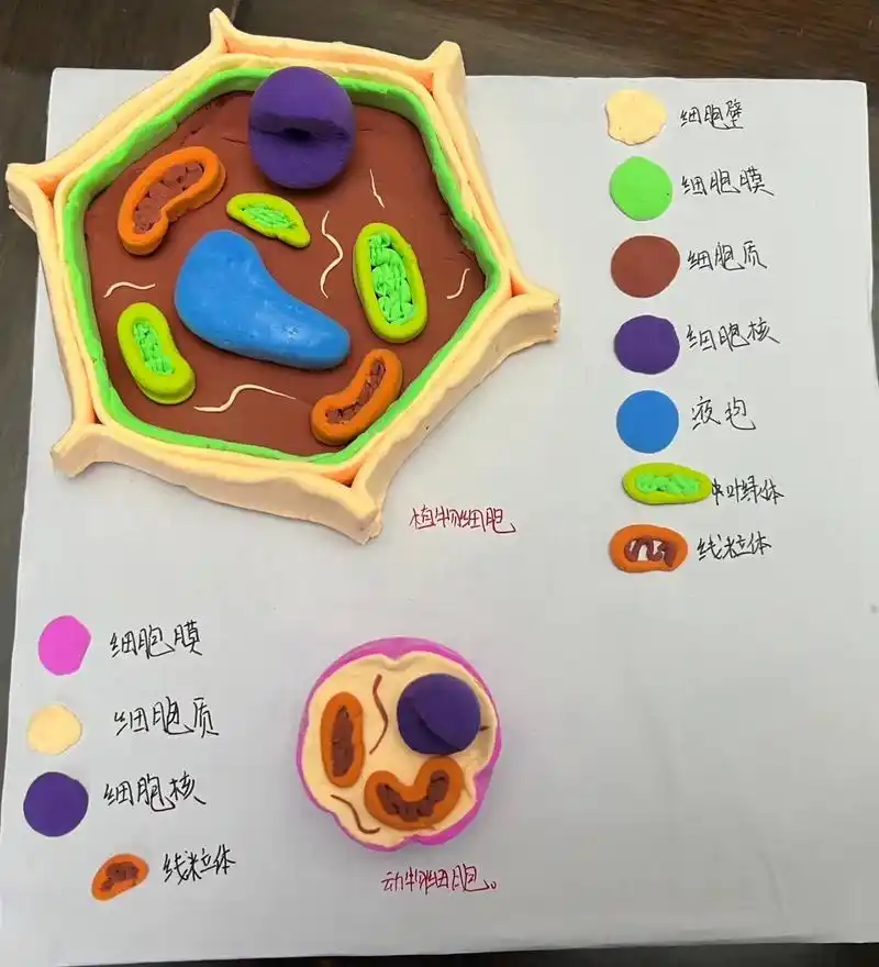 植物细胞粘土模型 #动物细胞模型 - 抖音