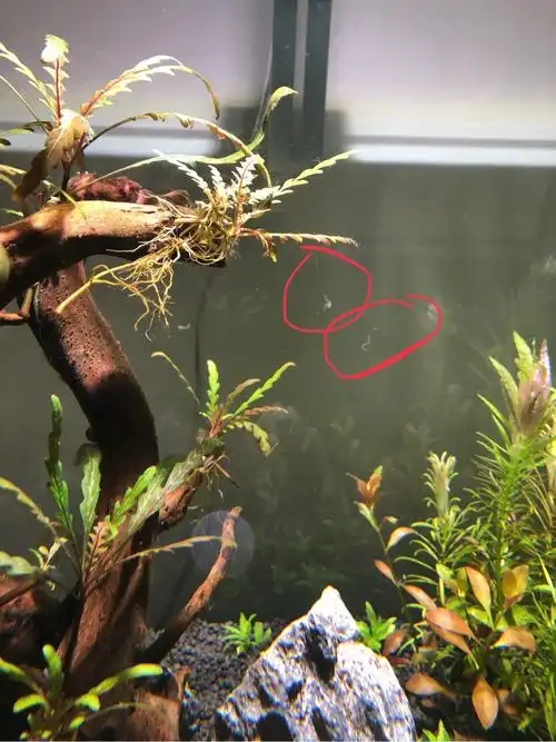 密集恐惧,突然发现好多条细虫