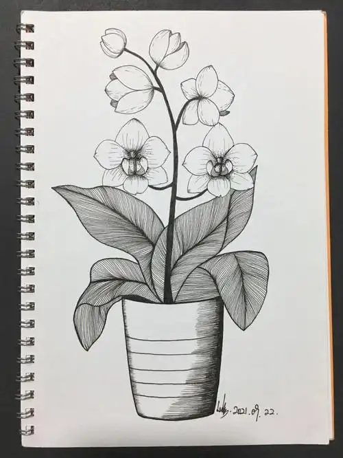 控笔练习66植物线描胡姬花