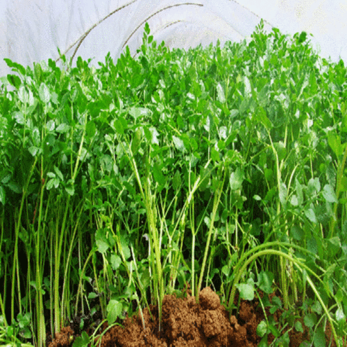 **本地绿色毛芹菜 放心新鲜叶菜