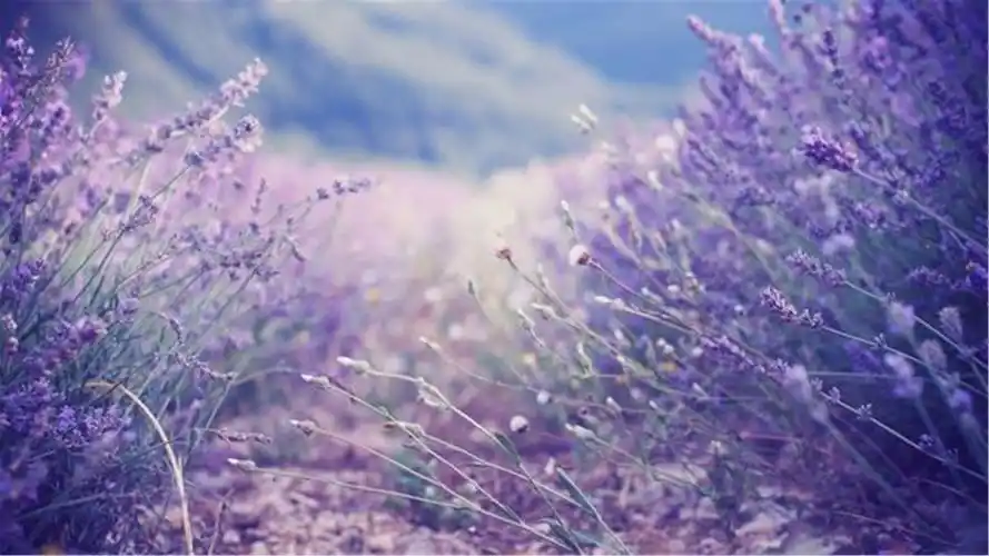 小新清紫色植物唯美景观电脑高清壁纸图片下载