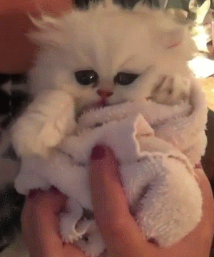 猫咪手指大眼睛白色gif动图_动态图_表情包下载_soogif