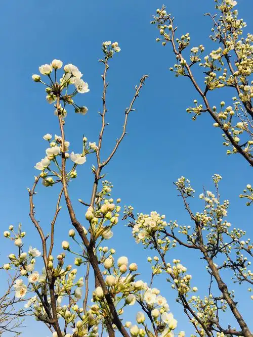 春的气息 大自然的美丽景色