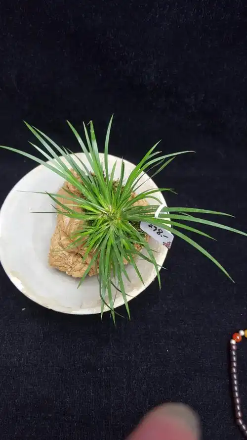 5号植物--宋代邛窑十附石虎须菖蒲.售价298元