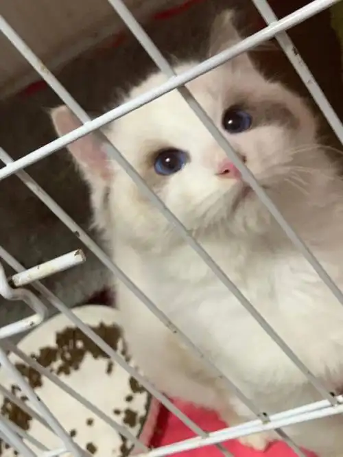 便宜的海双布偶猫