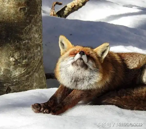 人们给它起名字为"折耳狐",因为左耳缺了一小块,让它很容易被分辨出来