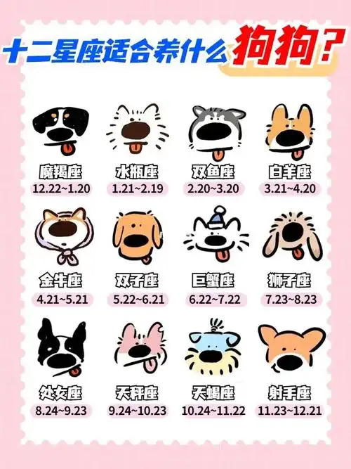 金毛博美查理士王小猎犬波士顿梗约克夏雪纳瑞吉娃娃#我家宠物好可爱