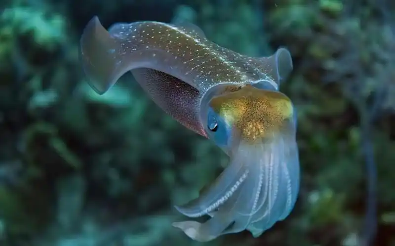 章鱼乌贼身带剧毒,了解它们不为人知的另一面,你还觉得可爱吗?