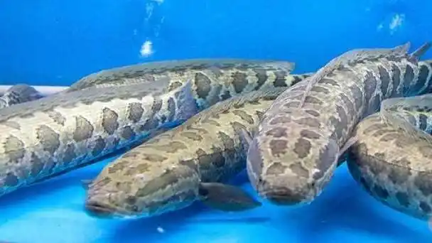 黑鱼作为凶猛的食肉鱼类,在水中少有天敌,却没有泛滥成灾